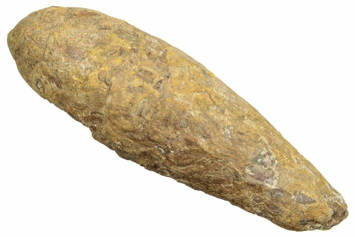 Permian Fossil Synapsid/Amphibian Coprolite - Texas #251410